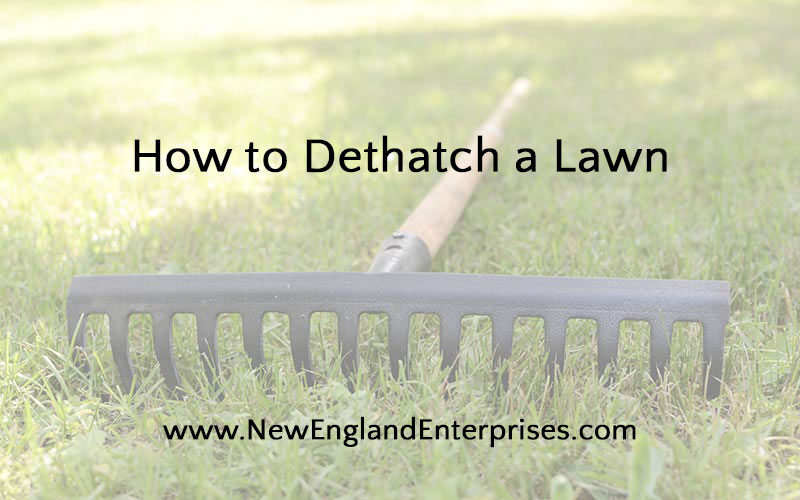 How to Dethatch a Lawn