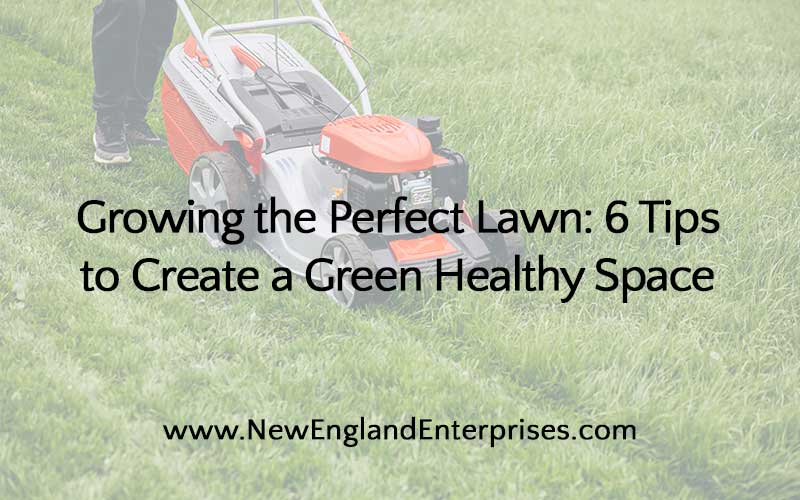 Growing the Perfect Lawn: 6 Tips to Create a Green Healthy Space