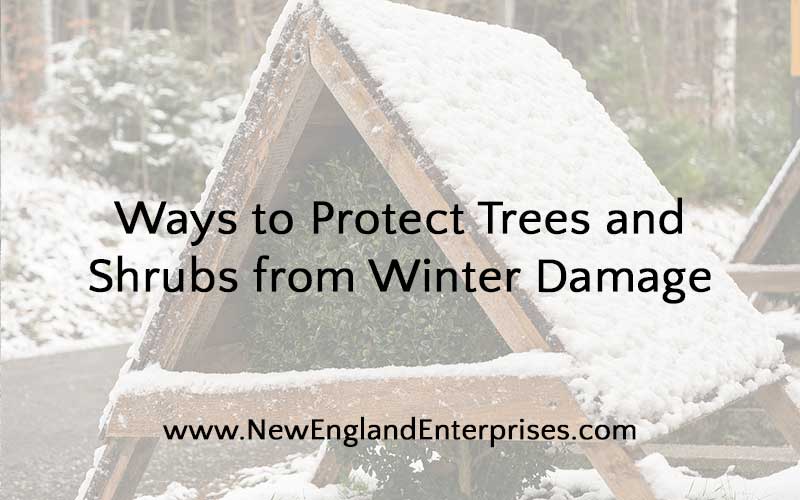 Ways to Protect Trees and Shrubs from Winter Damage